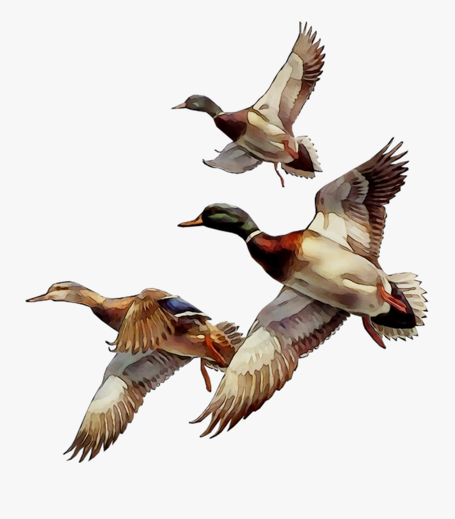 Mallard Bird Duck Goose Gif - Утки Летят, Transparent Clipart