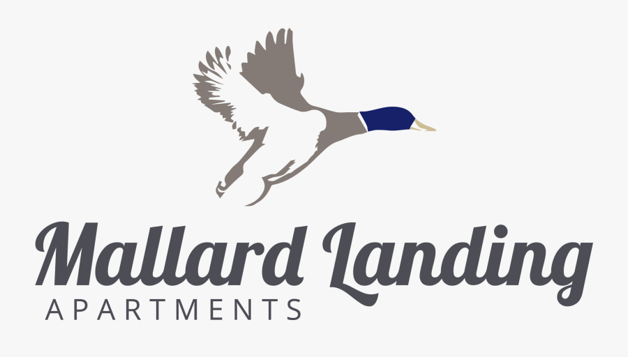 Mallard Drawing Landing - Duck, Transparent Clipart