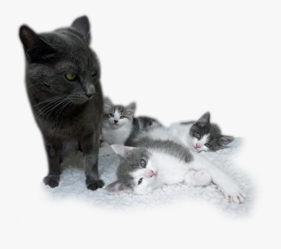 Transparent Kittens Clipart, Transparent Clipart