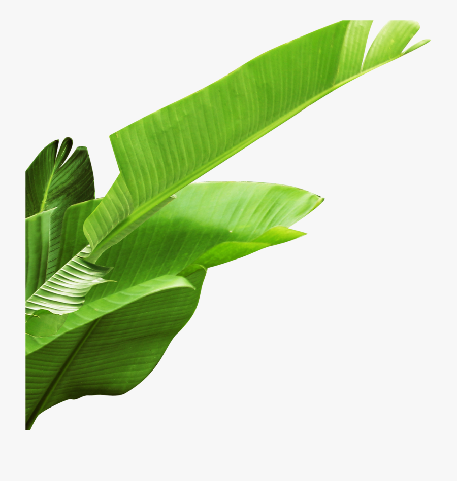 Banana Leaves Png Download, Transparent Clipart