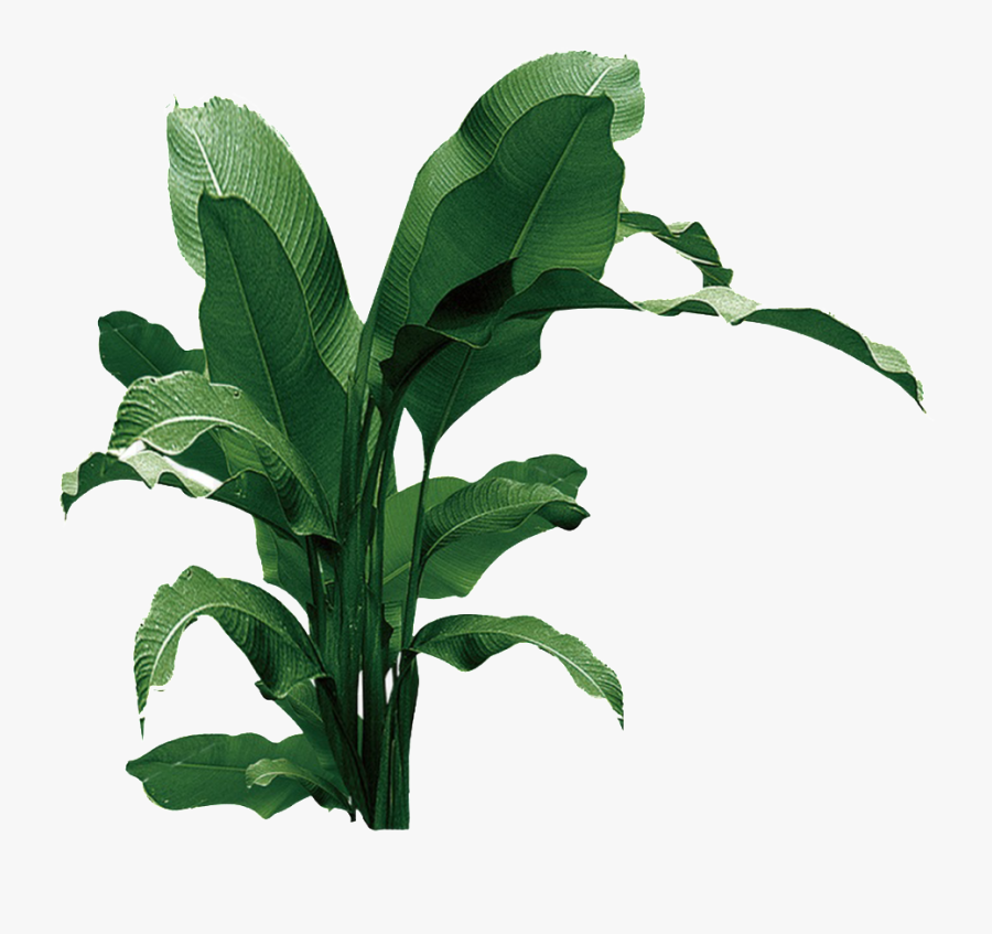 Banana Leaves Png - Banana Leaf Tree Png, Transparent Clipart