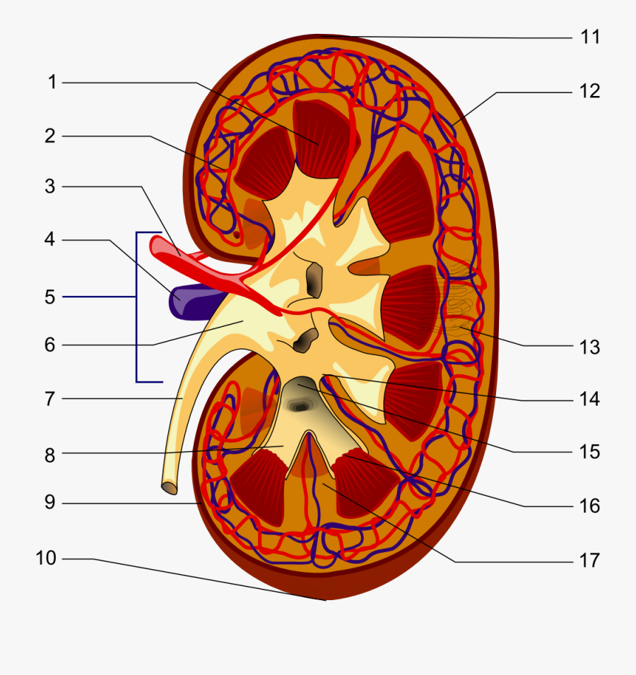 Kidney Clipart Spleen - Illustration Of The Kidney Structures, Transparent Clipart
