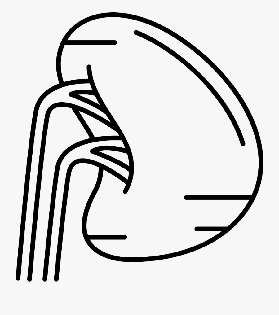 Human Spleen Comments - Bazo Humano Para Colorear, Transparent Clipart