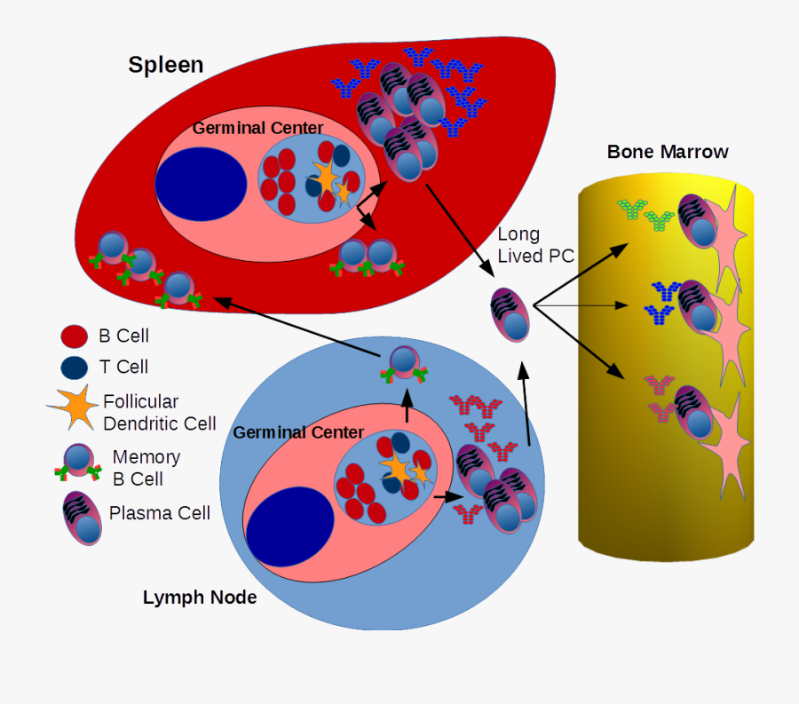 Germ Clipart Antibody - B Cell Activation Spleen, Transparent Clipart