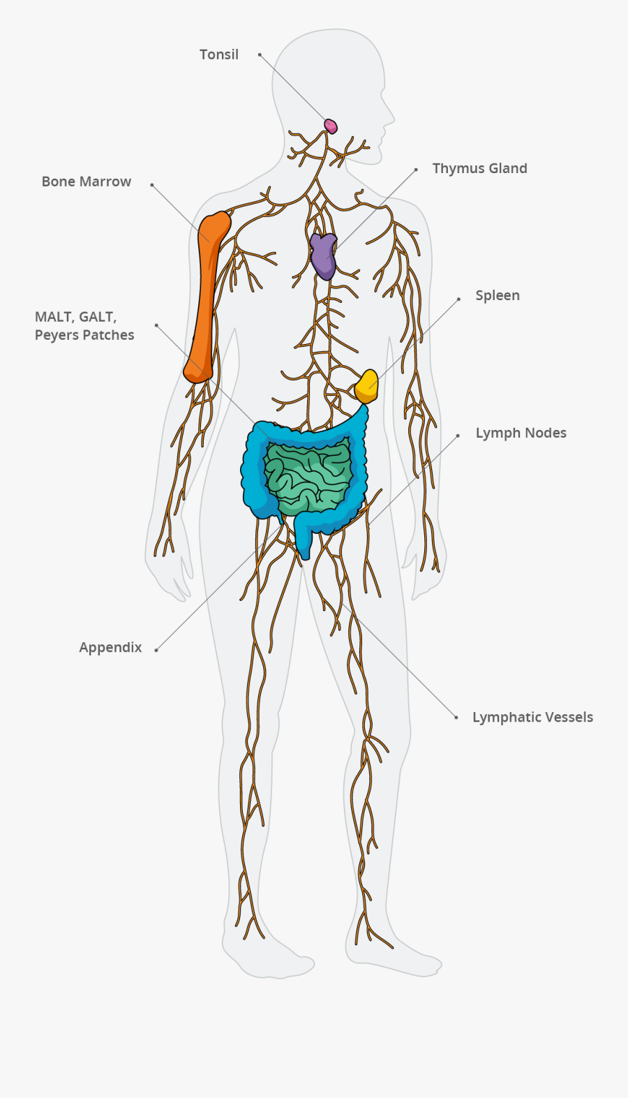 Transparent Urinary System Clipart - Illustration, Transparent Clipart