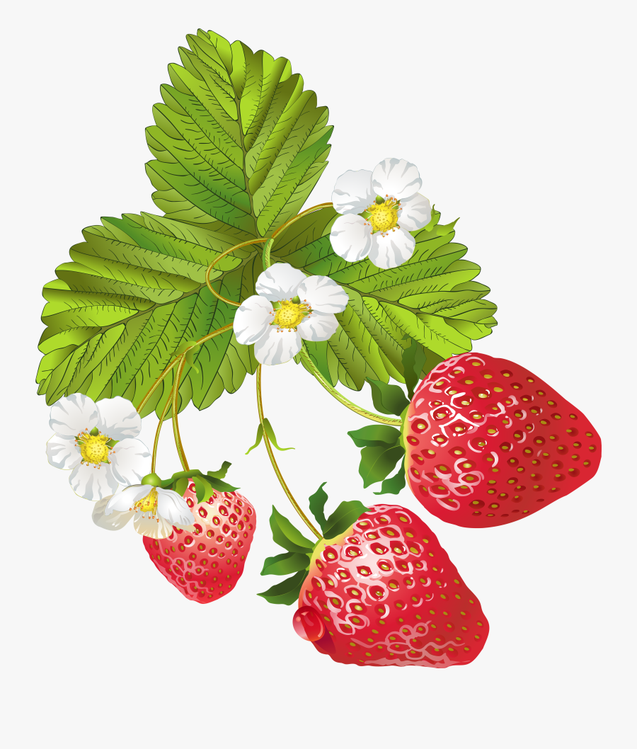 Blooming Strawberries Png Clip, Transparent Clipart