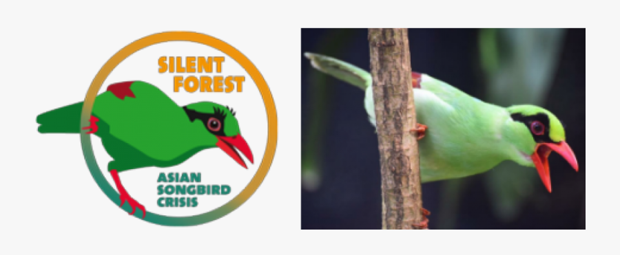Read More About The New Eaza Silent Forest Campaign - Eaza Silent Forest Campaign, Transparent Clipart