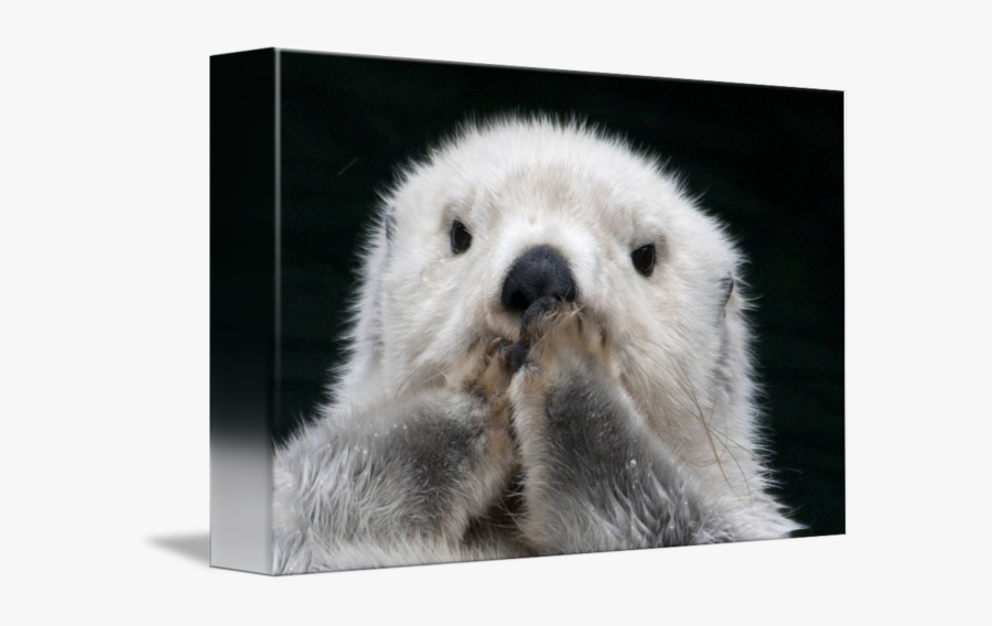 Clip Art Close Up Of A - Punxsutawney Phil, Transparent Clipart