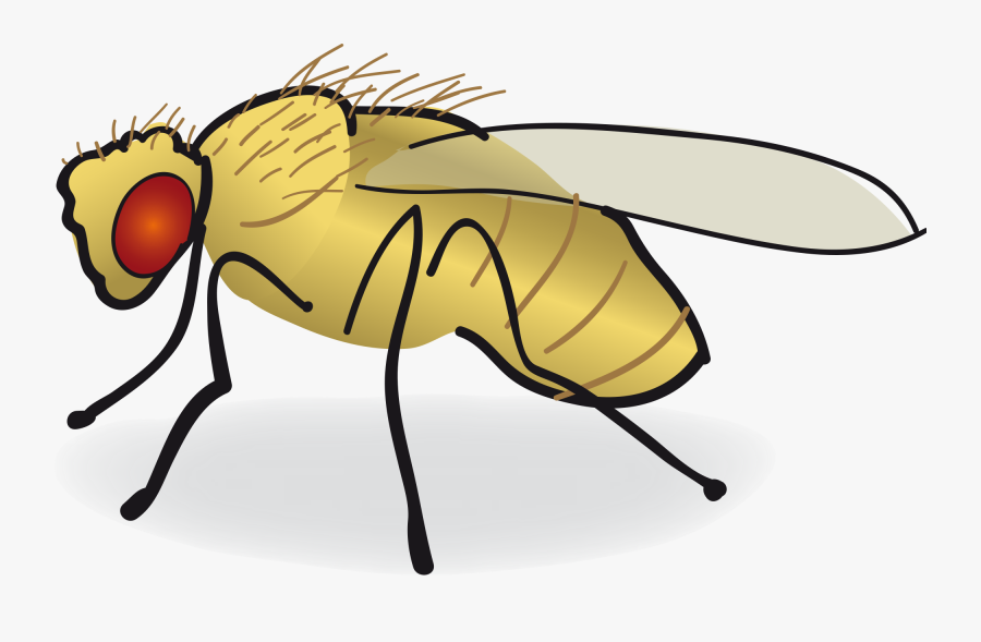 Drosophila-drawing - Svg - Drosophila Clipart, Transparent Clipart
