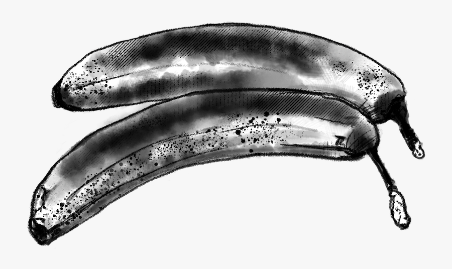 Insect, Transparent Clipart