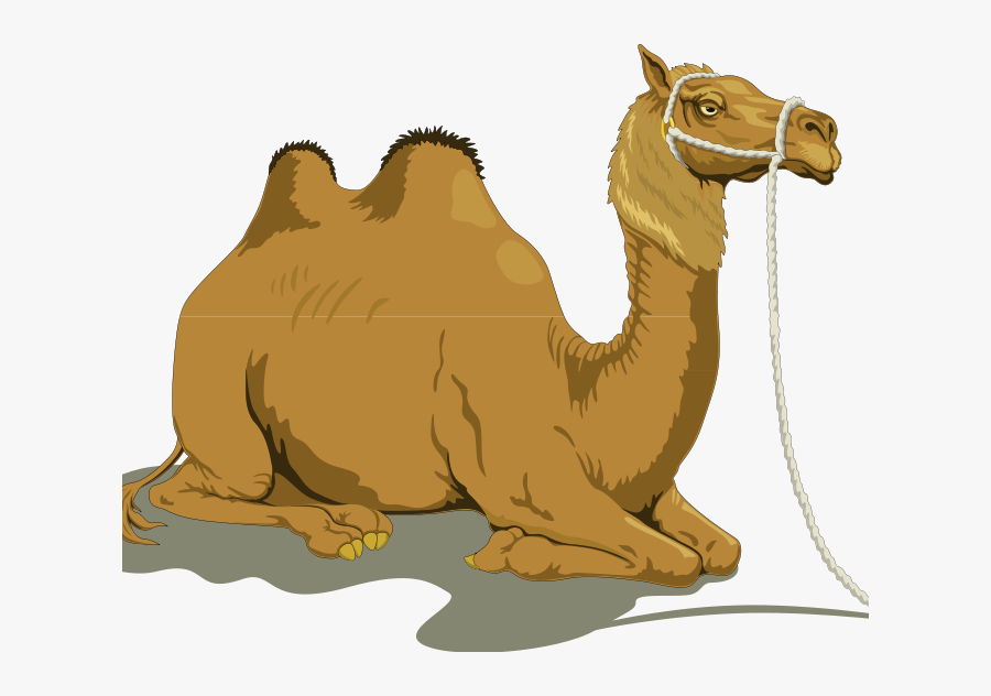 Free Camel Pictures Camel 1 Free Vector 4vector Coloring - Camel Clipart, Transparent Clipart