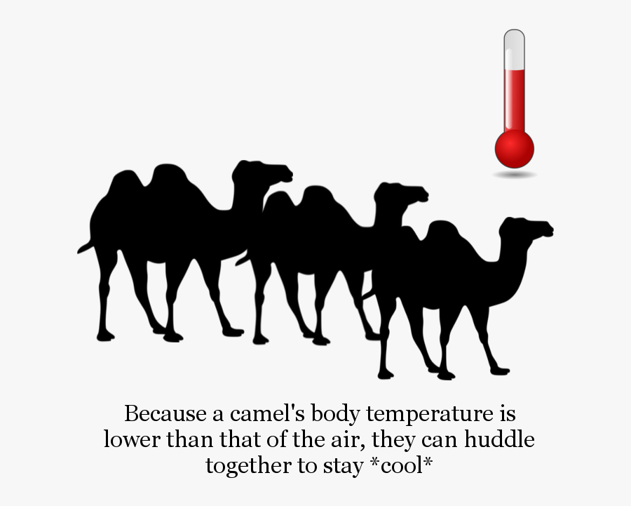 Unnamed-9 - Camel Hump Day Shark, Transparent Clipart