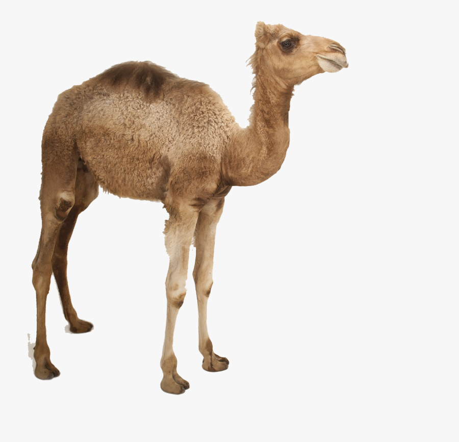 Camel Png Photo - جمل صغير Png, Transparent Clipart