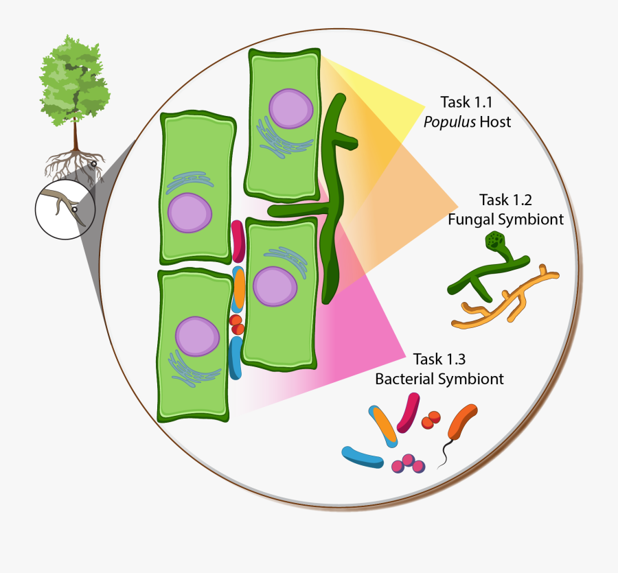 Plant Microbe Interaction Clipart Png, Transparent Clipart