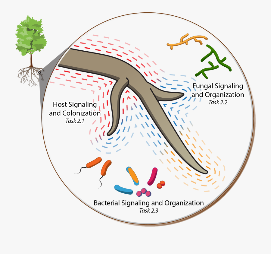 Plant Microbe Interfaces Ornl, Transparent Clipart