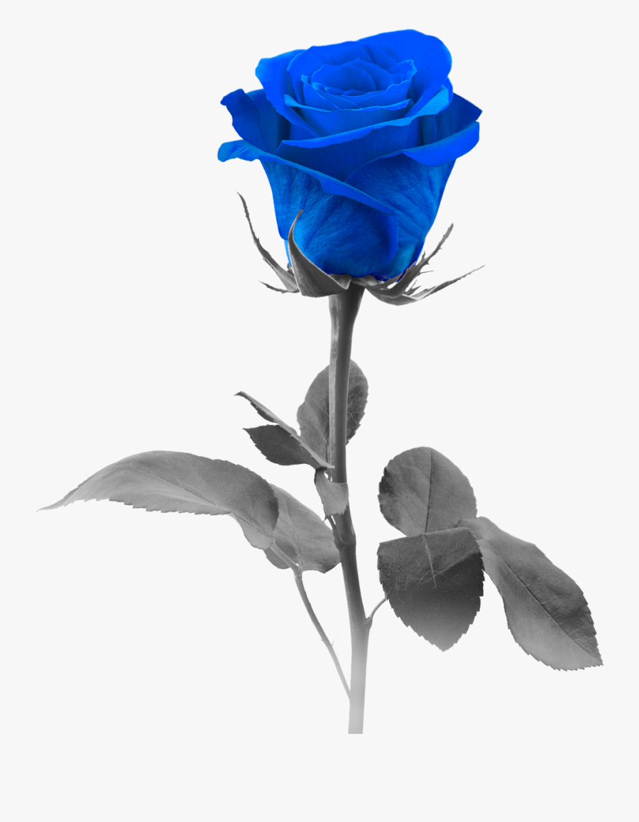 Blue Rose Stock Photography Flower, Transparent Clipart