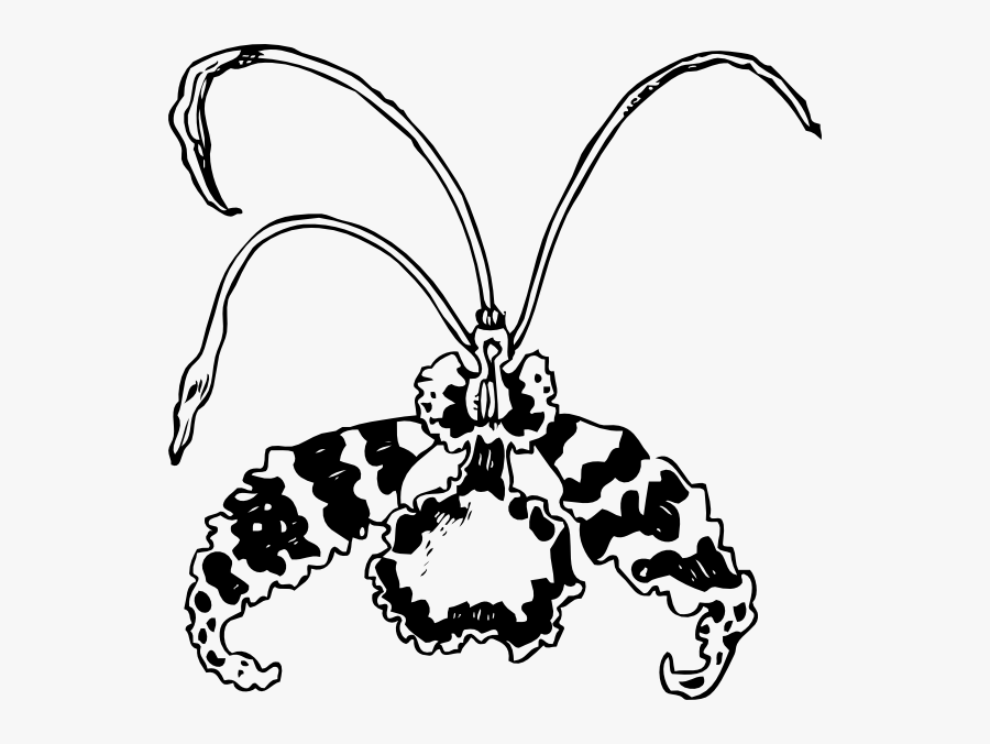 Orchid Flower Clipart - Clipart Butterfly Orchid, Transparent Clipart