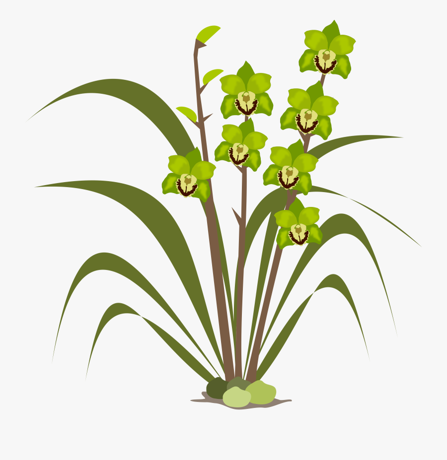 Cymbidium Orchid Flowers Png Image Download - Orchids, Transparent Clipart