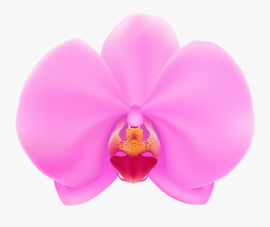 Transparent Orchid Clipart, Transparent Clipart