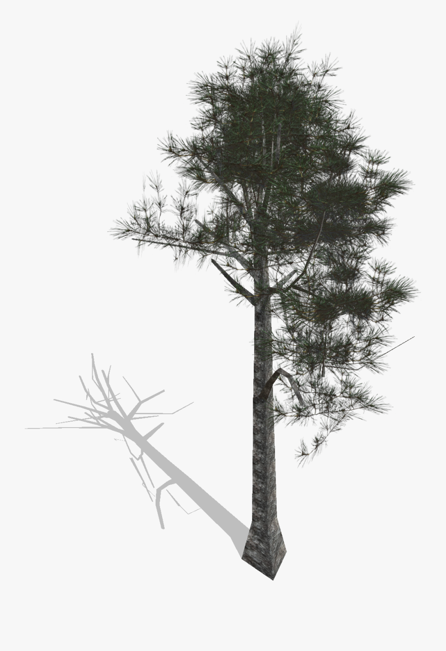 Transparent Pine Tree Branch Png, Transparent Clipart