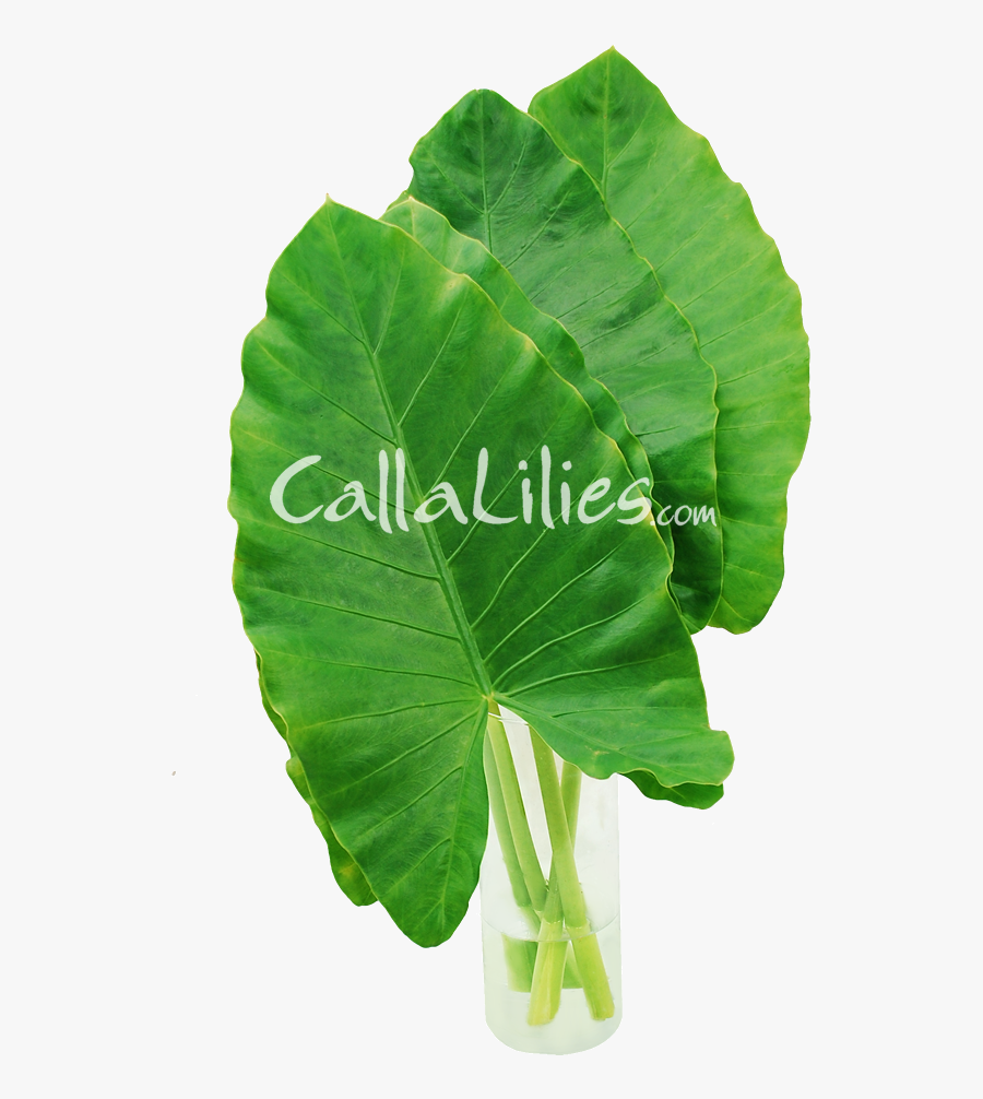 Elephant Ear Png - Banana Leaves, Transparent Clipart