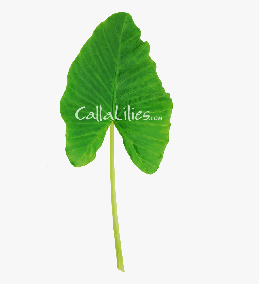 Elephant Ear Plant Png Hot Pink Gerber Daisy , Free Transparent