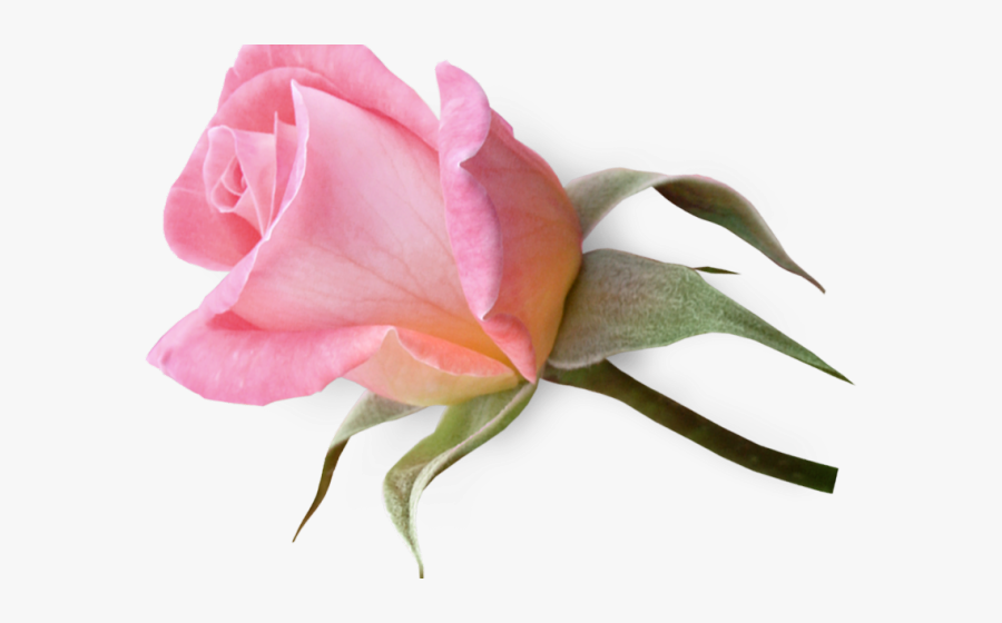 Pink Rose Clipart Funeral Rose - Pink Rose Rose Bud, Transparent Clipart