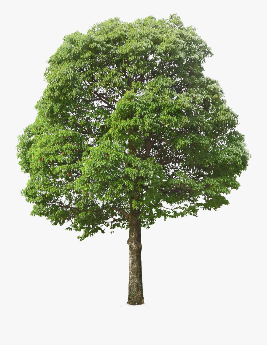 Tree Png, Transparent Clipart