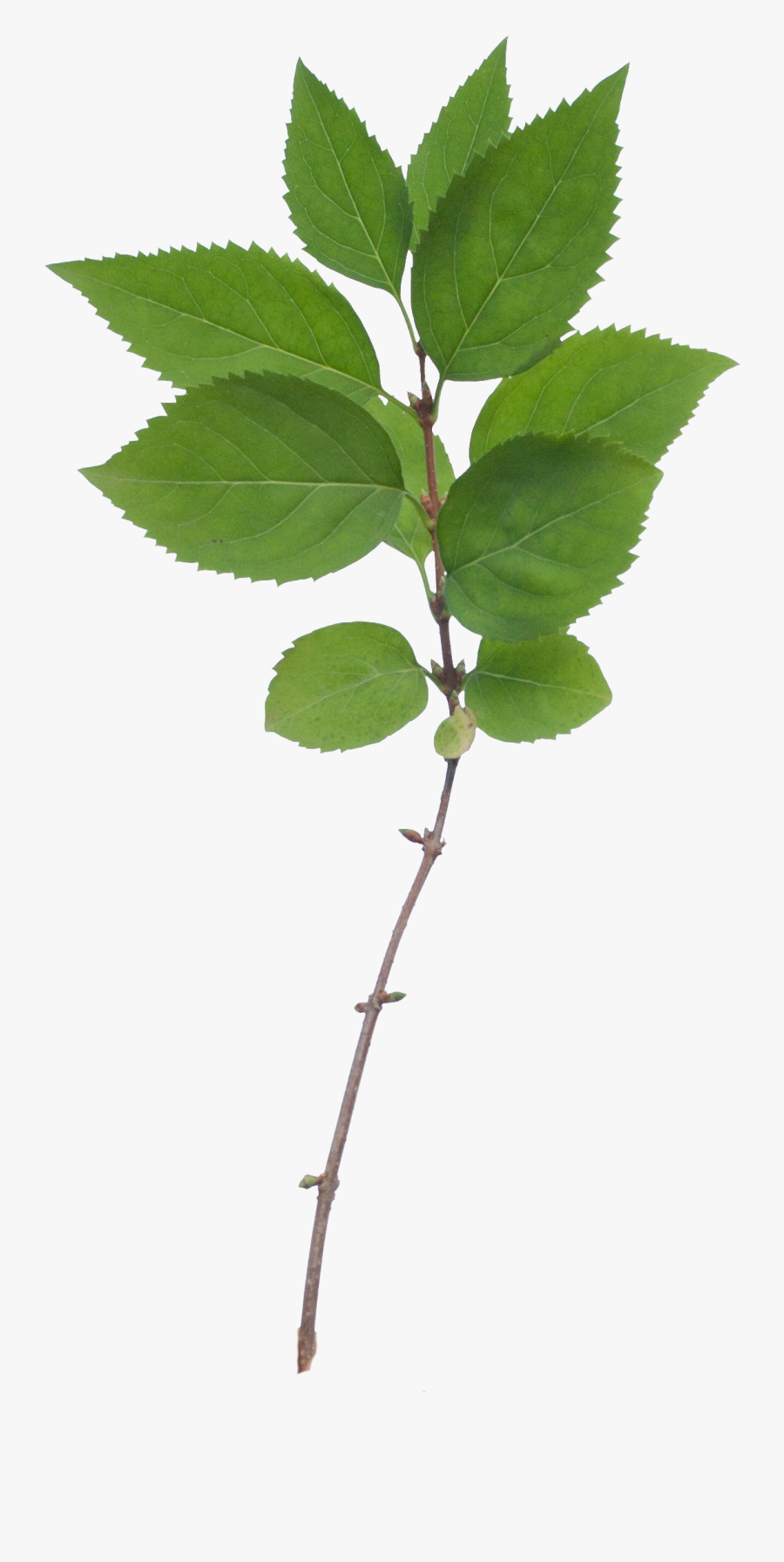 Paramecij"s Vegetation Base Texture Pack - Leaves With Branch Texture, Transparent Clipart