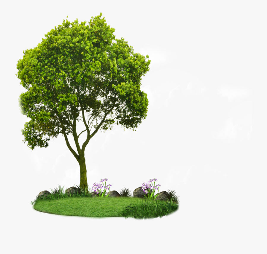 Tree Png - Tree Hd Png, Transparent Clipart