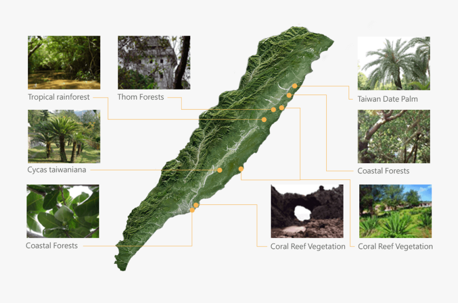 Transparent Vegetation Png - Leaf Vegetable, Transparent Clipart