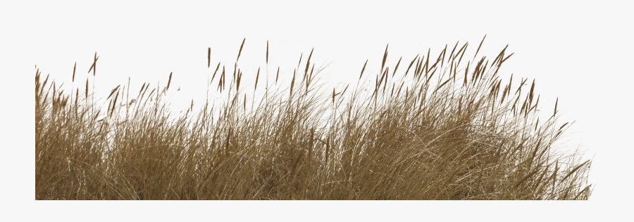 Grass, Transparent Clipart