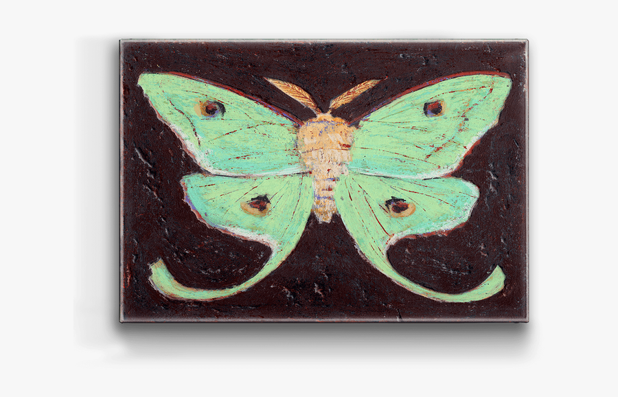 Moth, Transparent Clipart