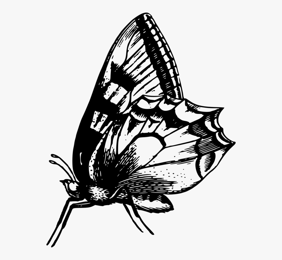 Butterfly,fly,cynthia Subgenus - Butterfly, Transparent Clipart