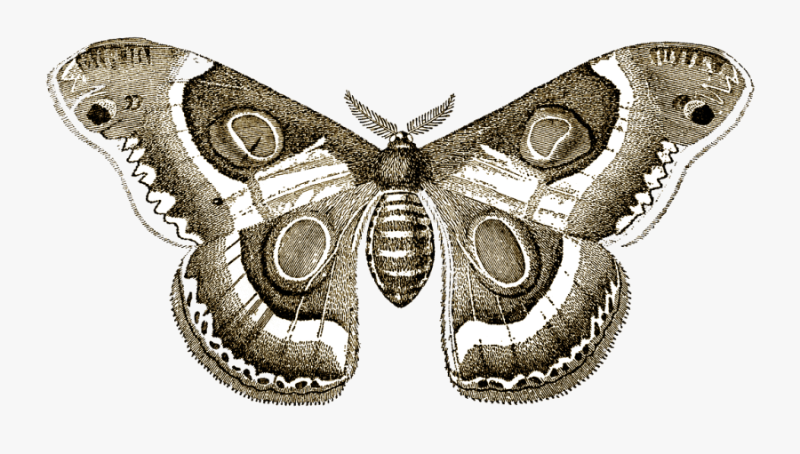 Moth, Transparent Clipart