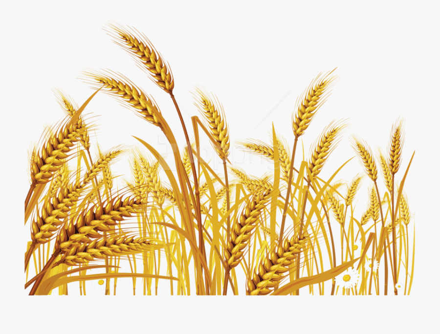 Free Png Download Wheat Png Images Background Png Images, Transparent Clipart