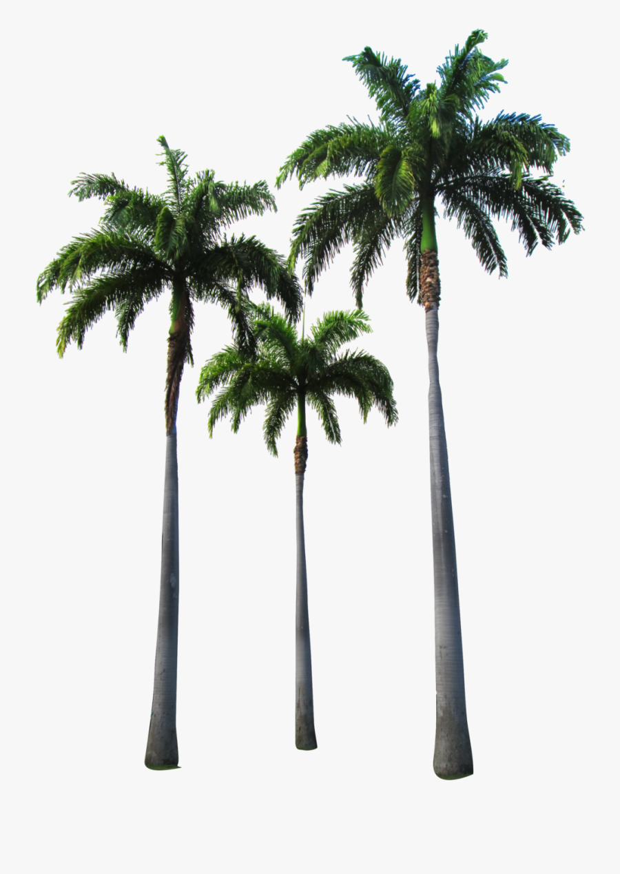 Palm Tree Png Realistic - Hotline Miami Wallpaper Phone, Transparent Clipart