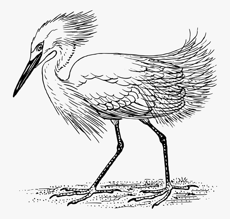 Egret 2 - Aigrette Définition, Transparent Clipart