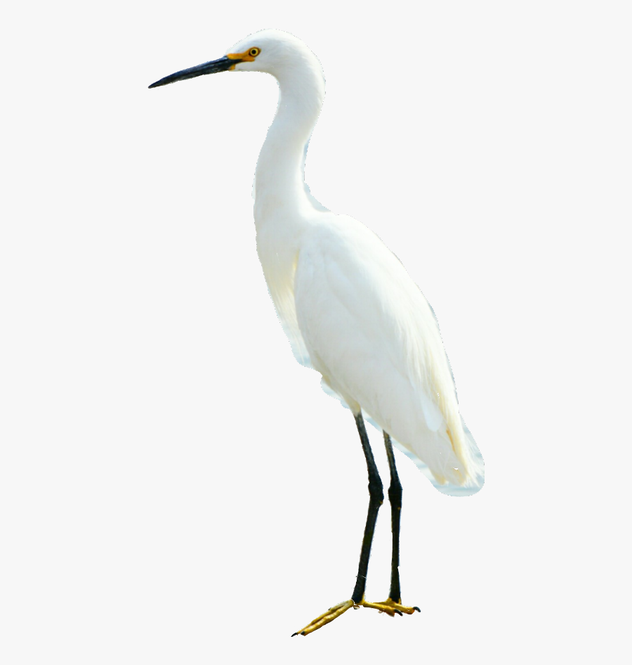 Freetoedit - Great Egret, Transparent Clipart
