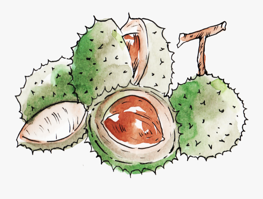 Usnea Barbata Clipart , Png Download - Fruit, Transparent Clipart