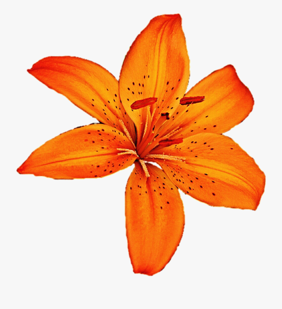 Clip Art Orange Tiger Lily - Tiger Lily Flower Clip Art, Transparent Clipart