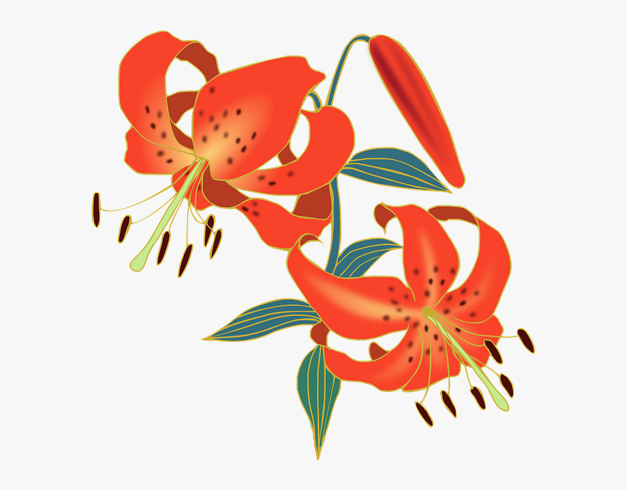 Transparent Lily Png, Transparent Clipart