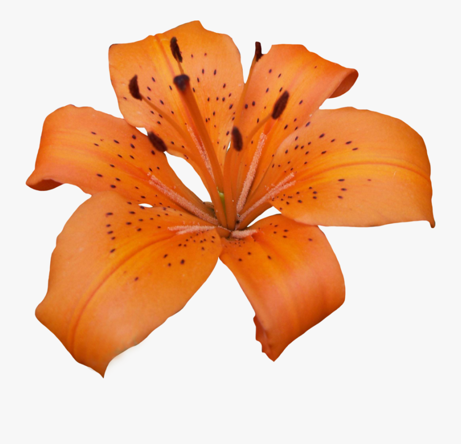 Transparent Lily Png, Transparent Clipart