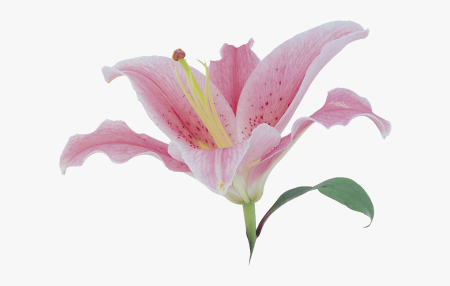 Transparent Tiger Lily Clipart - 百合 花 粉紅 色, Transparent Clipart