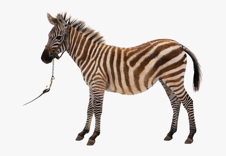 Zebra Silhouette Royalty-free Clip Art - Zebra Side View, Transparent Clipart