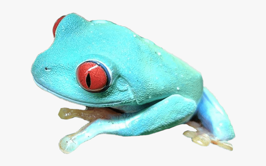 Transparent Blue Frog Png - Blue Red Eyed Tree Frog, Transparent Clipart