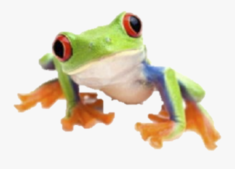 Red Eyed Tree Frog White Background, Transparent Clipart