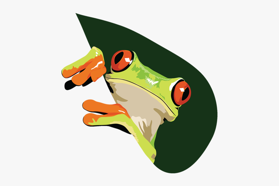 Coqui Drawing Rainforest Frog - Red-eyed Tree Frog, Transparent Clipart