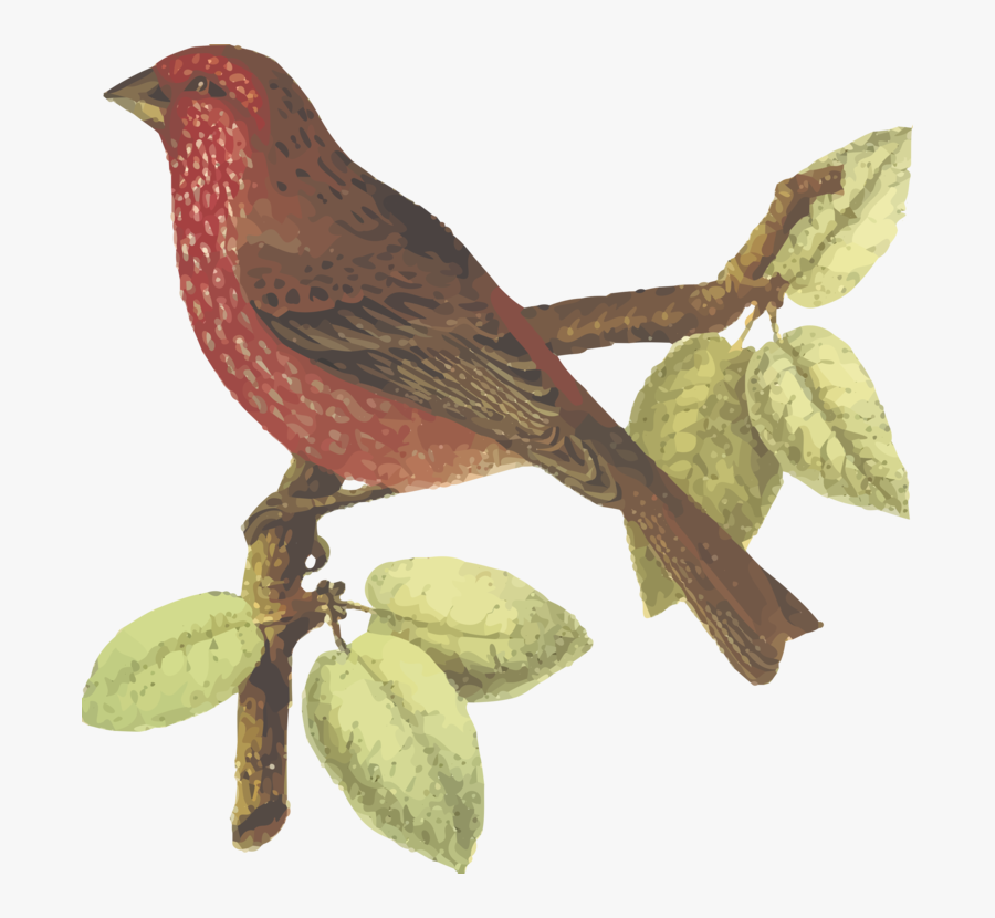 Animal, Bhutan, Bird, China, Finch, India, Nepal - Ave China, Transparent Clipart