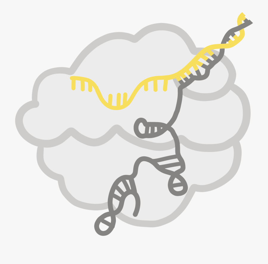 Image Of Yellow Crrna Forming A Complex With Cas Protien - Crispr, Transparent Clipart